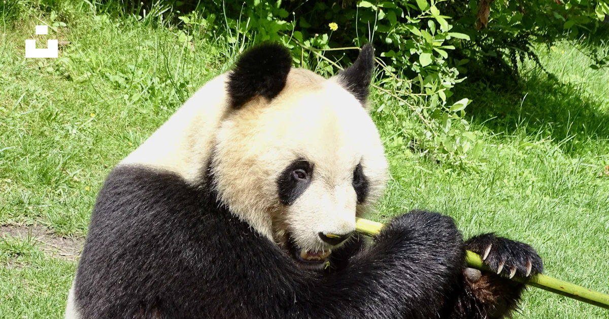 竹を食べるパンダの写真 – Unsplashの無料野生動物写真
