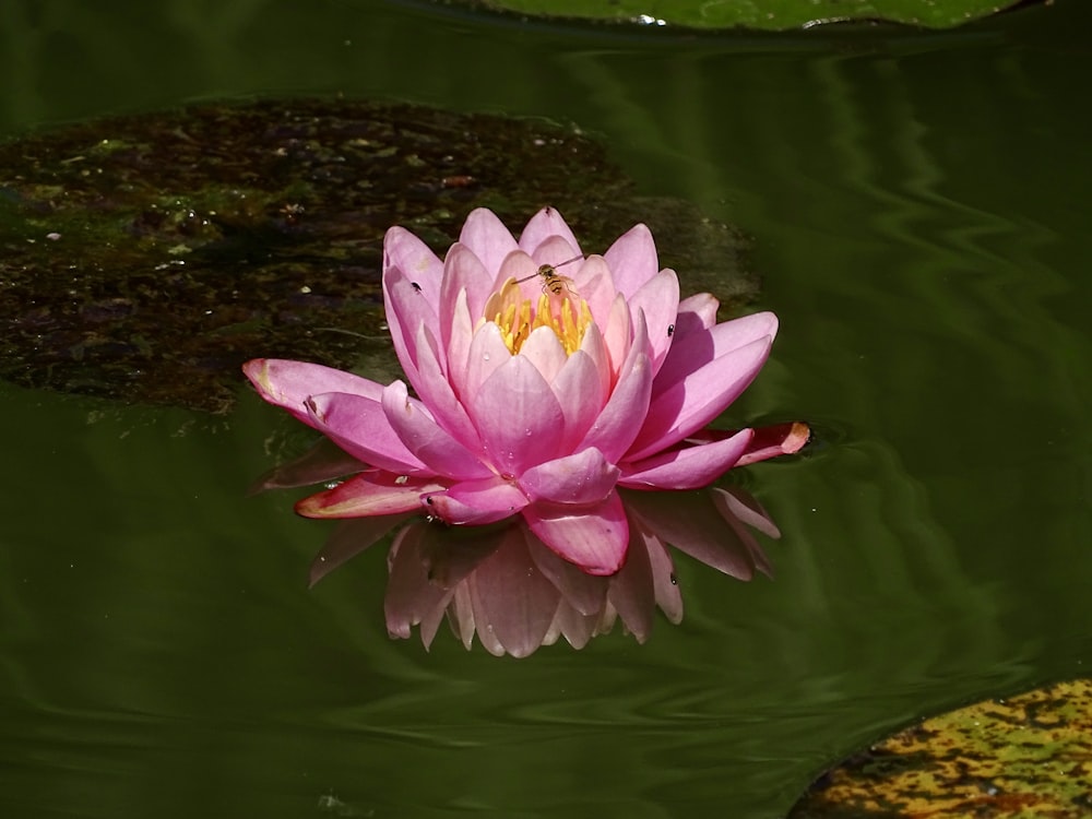 a pink flower in a pond