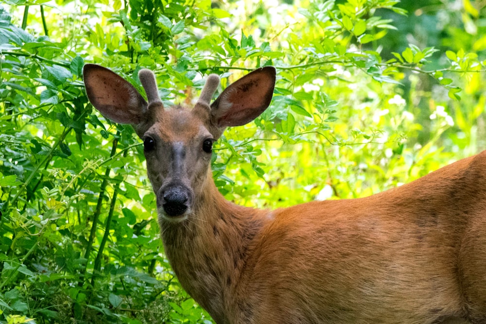 a deer in a forest