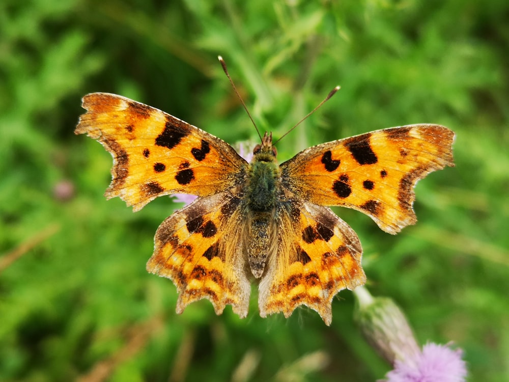 a butterfly on a flower