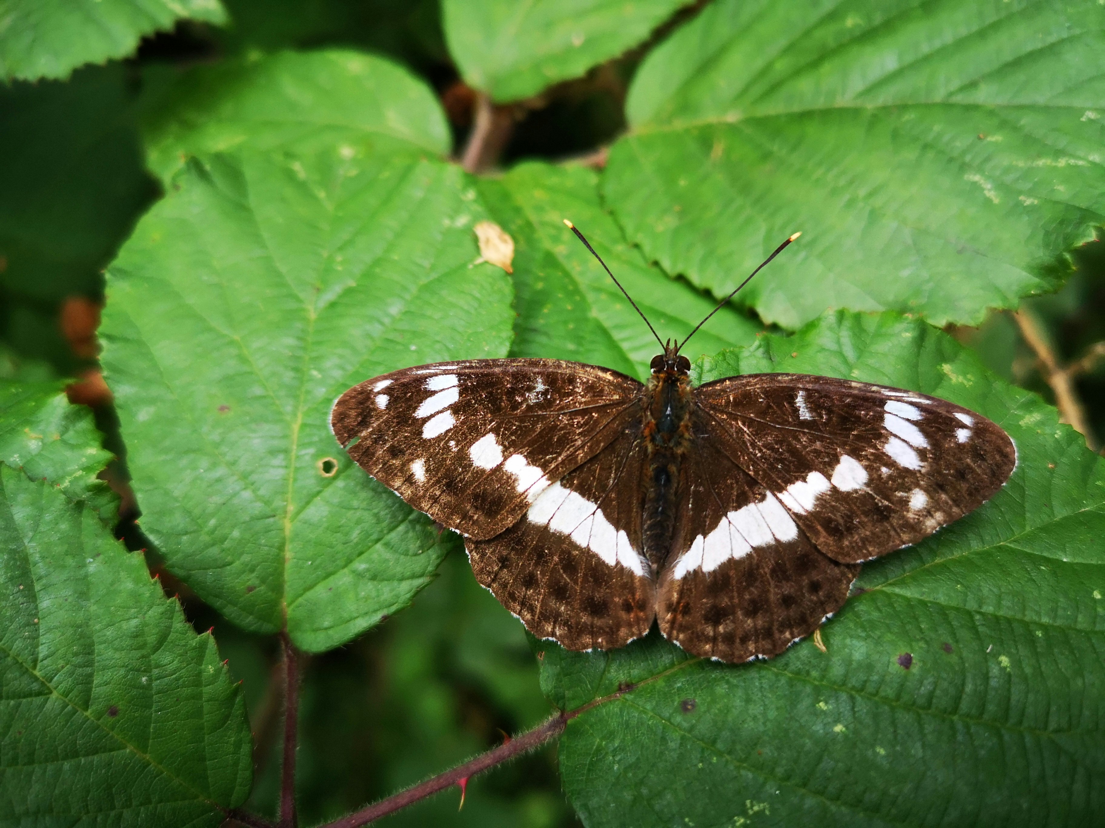 Photo by crespo_photography101