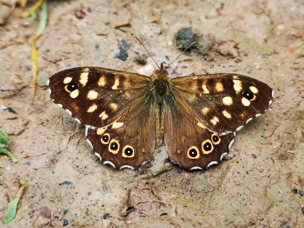 a butterfly on a rock