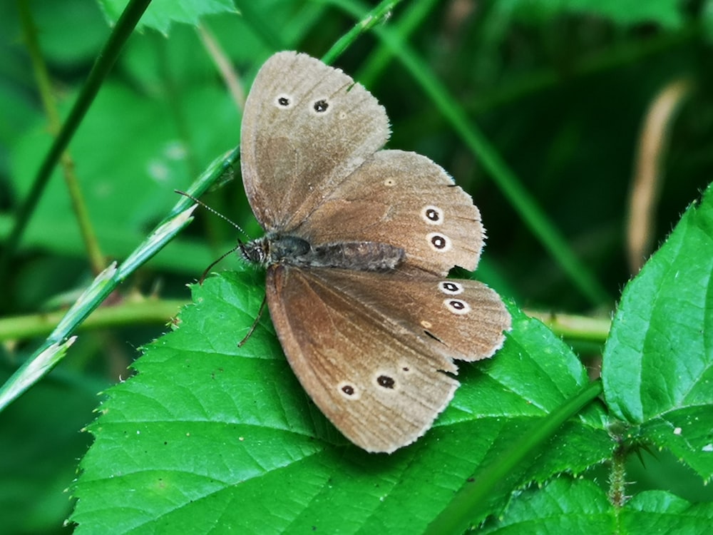 a butterfly on a leaf