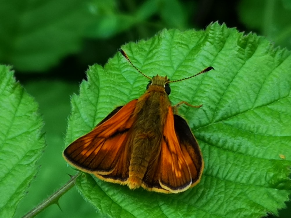 a butterfly on a leaf