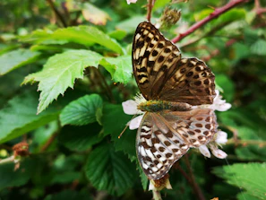 A macro shot of a colorful butterfly on a leaf, with a label explaining its species and habitat.