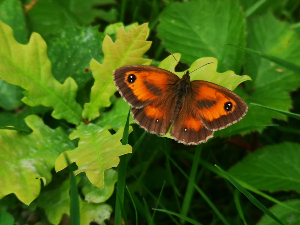 a butterfly on a leaf