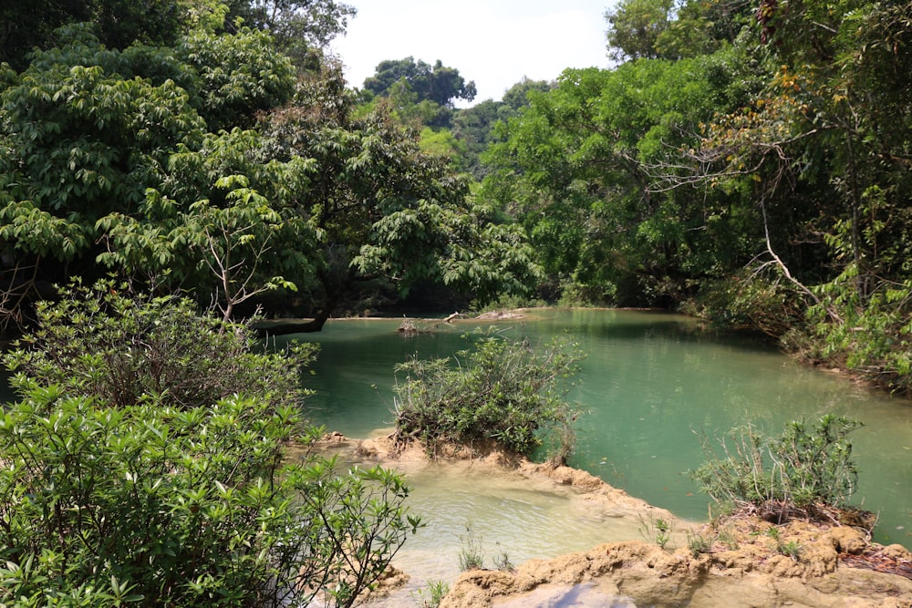 un río con árboles a su alrededor