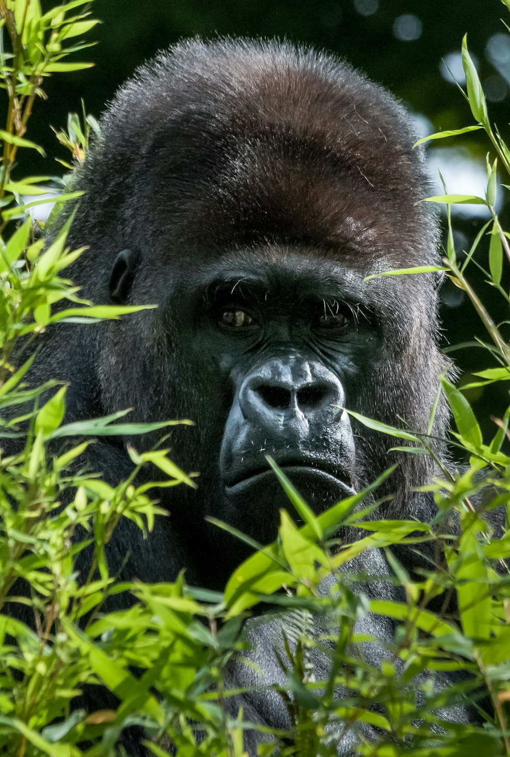 um gorila comendo folhas