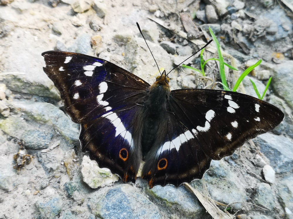 una farfalla in bianco e nero