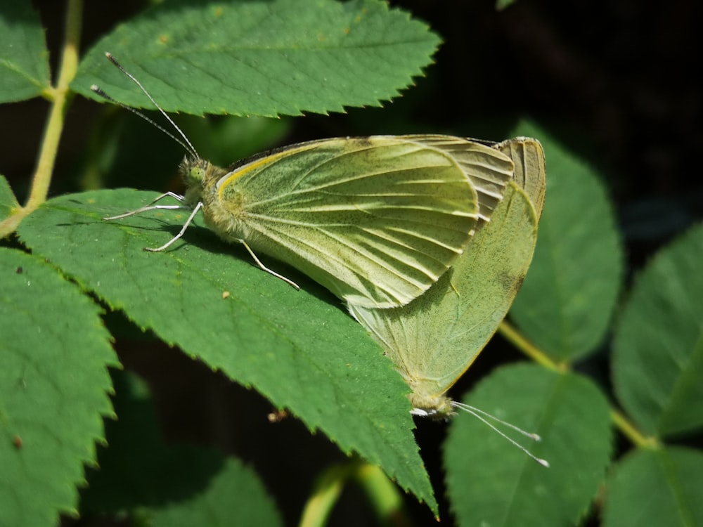 a butterfly on a leaf