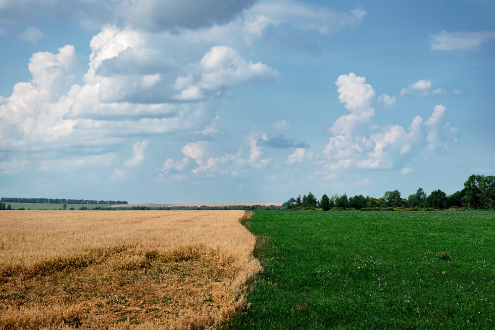 a field of grass and trees