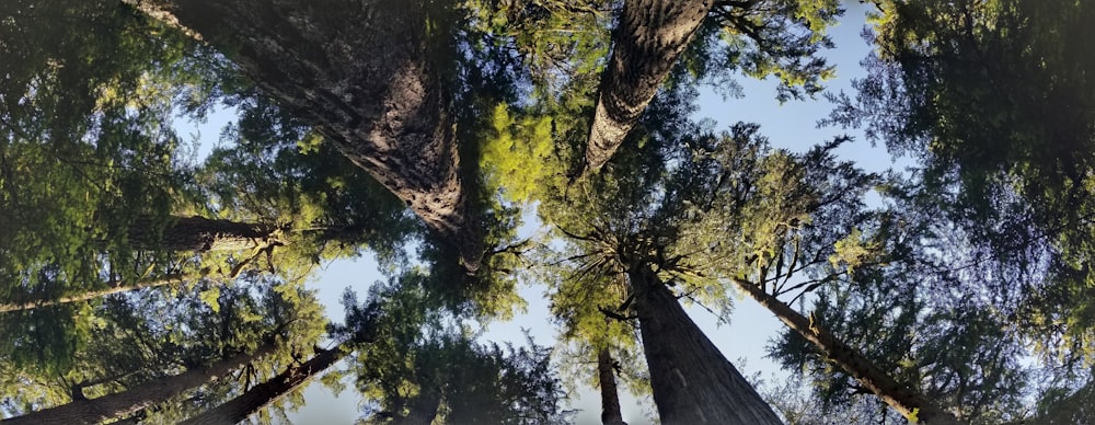 looking up at trees and sky