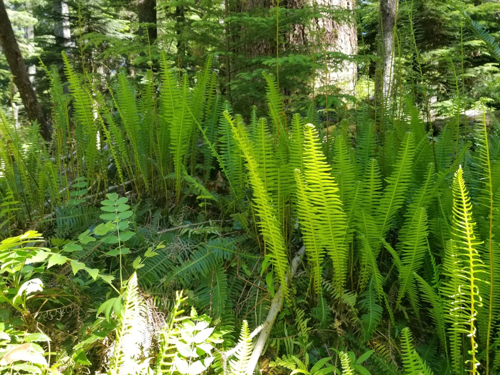 a forest of trees