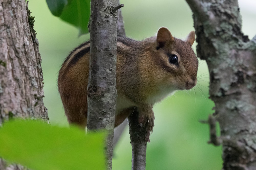 a squirrel on a tree