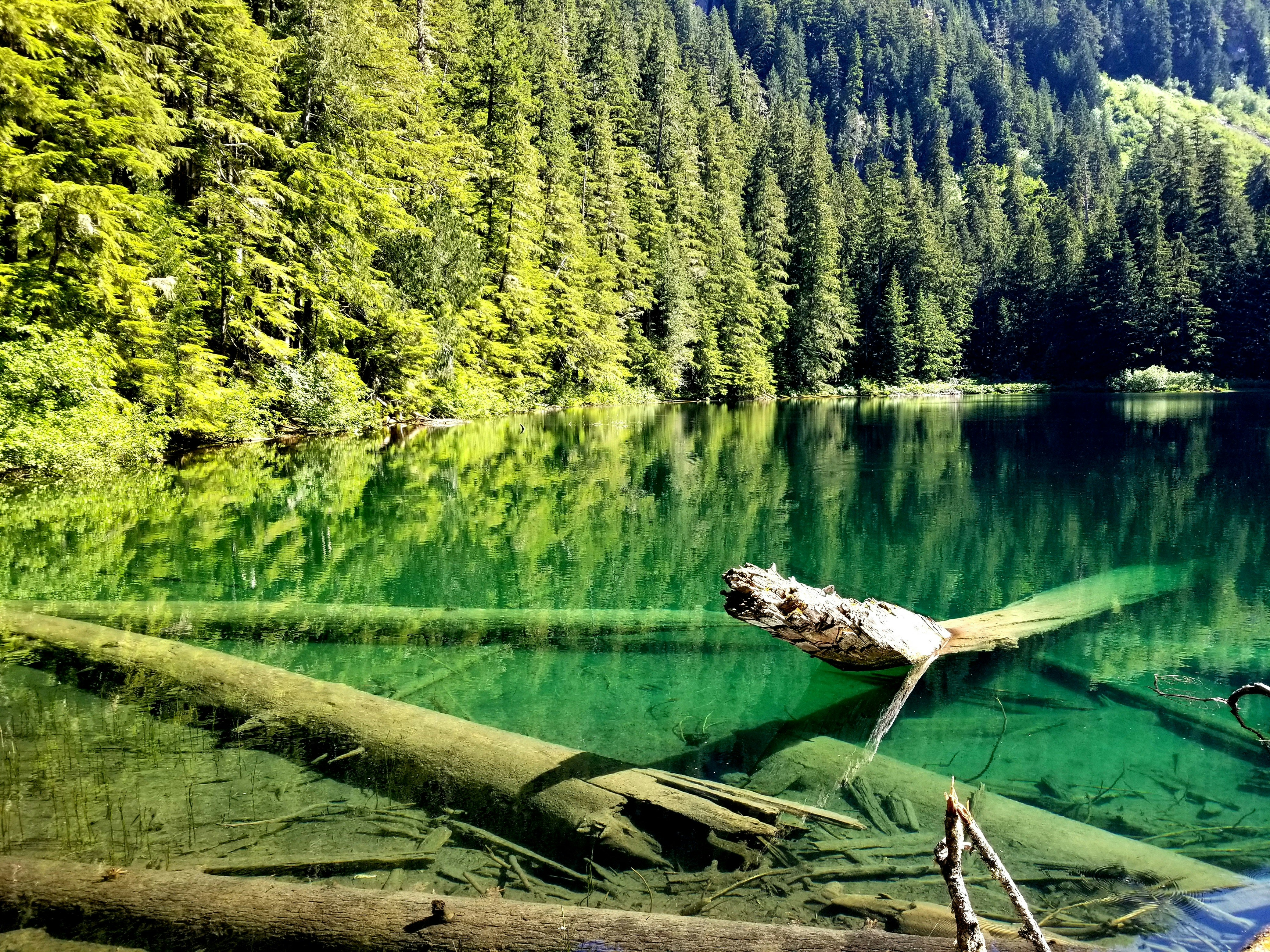 a crocodile on a log in a lake