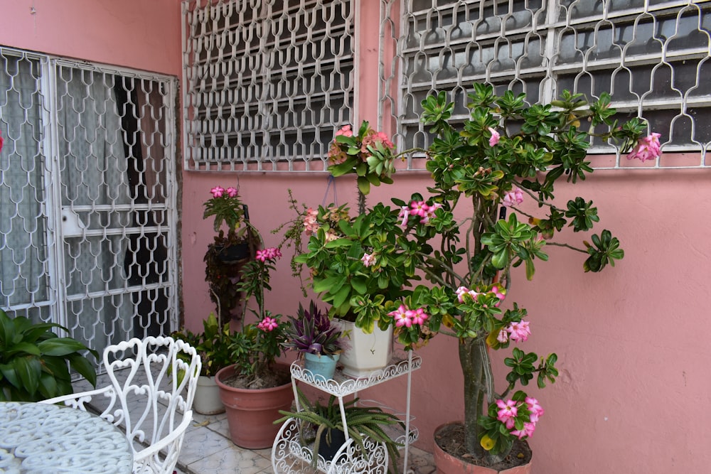 a tree with pink flowers