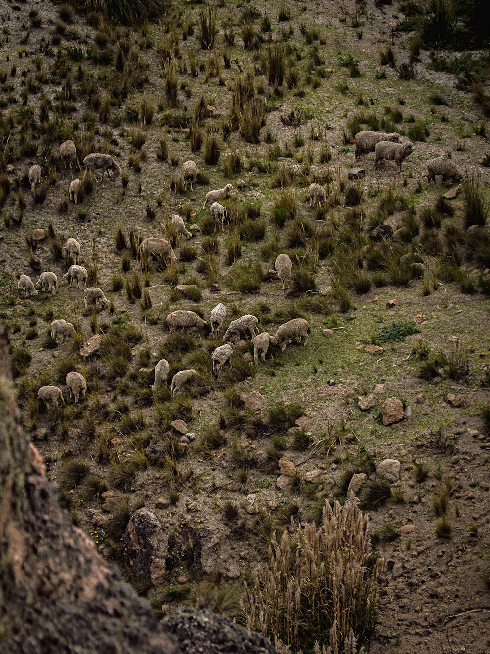 a herd of sheep grazing on a hill