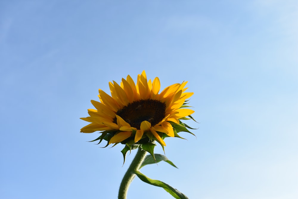 a yellow sunflower with a blue sky in the background