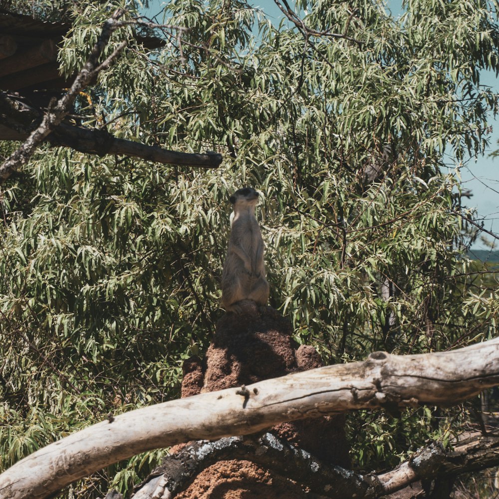 a bird sitting on a tree branch