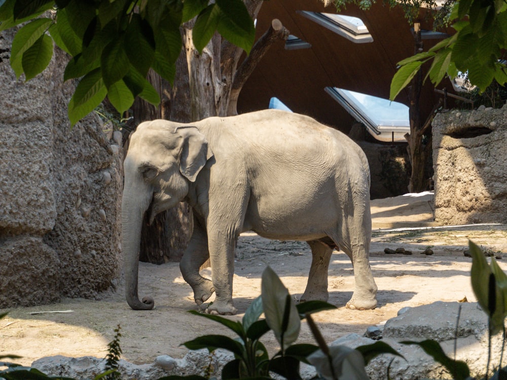 an elephant in a zoo exhibit