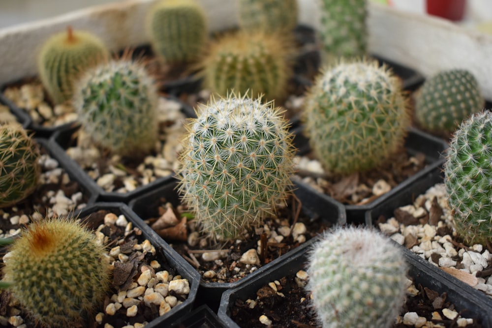 Un gruppo di cactus in una pentola