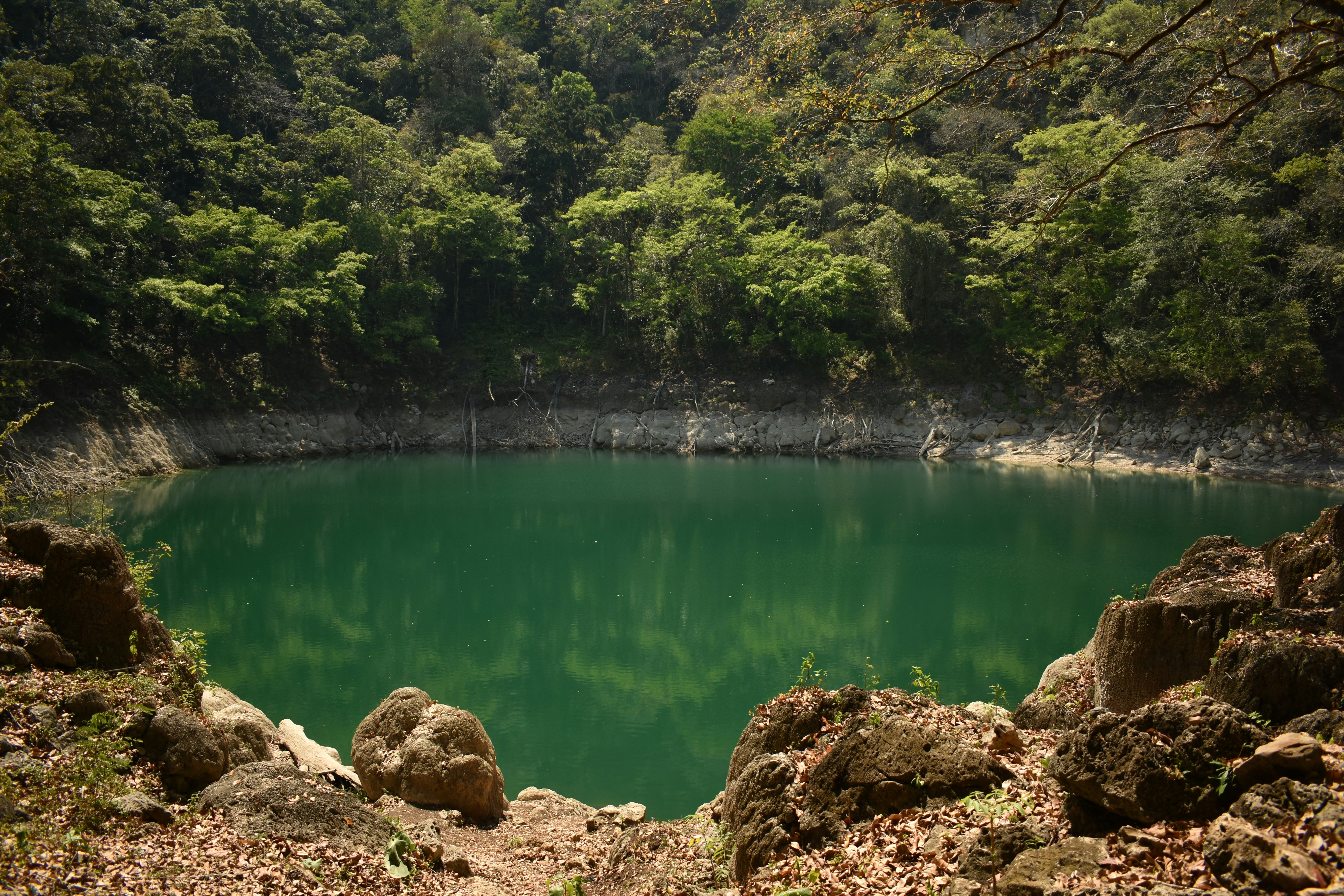 a body of water surrounded by trees
