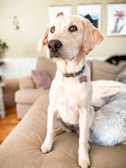 A light-colored dog with a blue collar sits attentively on a padded surface in a cozy, well-lit living room. The background features a beige couch with cushions and blurred wall art, adding to the warm and inviting atmosphere.