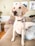A light-colored dog with a blue collar sits attentively on a padded surface in a cozy, well-lit living room. The background features a beige couch with cushions and blurred wall art, adding to the warm and inviting atmosphere.