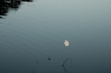 Calm water surface reflecting soft moonlight in a natural setting.