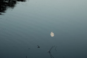 Calm water surface reflecting soft moonlight in a natural setting.