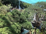 Various bonsai trees, meticulously pruned and cultivated, arranged in pots. They are placed under a green shade cloth in a garden setting. The scene is rich with greenery, and the trees display intricate and artistic trunk shapes.