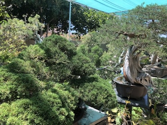 Various bonsai trees, meticulously pruned and cultivated, arranged in pots. They are placed under a green shade cloth in a garden setting. The scene is rich with greenery, and the trees display intricate and artistic trunk shapes.