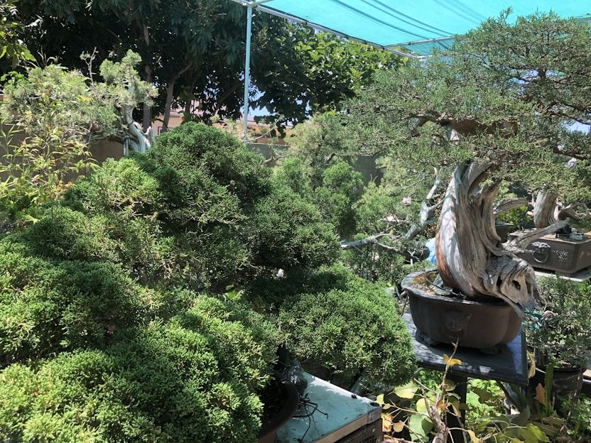 Various bonsai trees, meticulously pruned and cultivated, arranged in pots. They are placed under a green shade cloth in a garden setting. The scene is rich with greenery, and the trees display intricate and artistic trunk shapes.