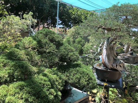Various bonsai trees, meticulously pruned and cultivated, arranged in pots. They are placed under a green shade cloth in a garden setting. The scene is rich with greenery, and the trees display intricate and artistic trunk shapes.