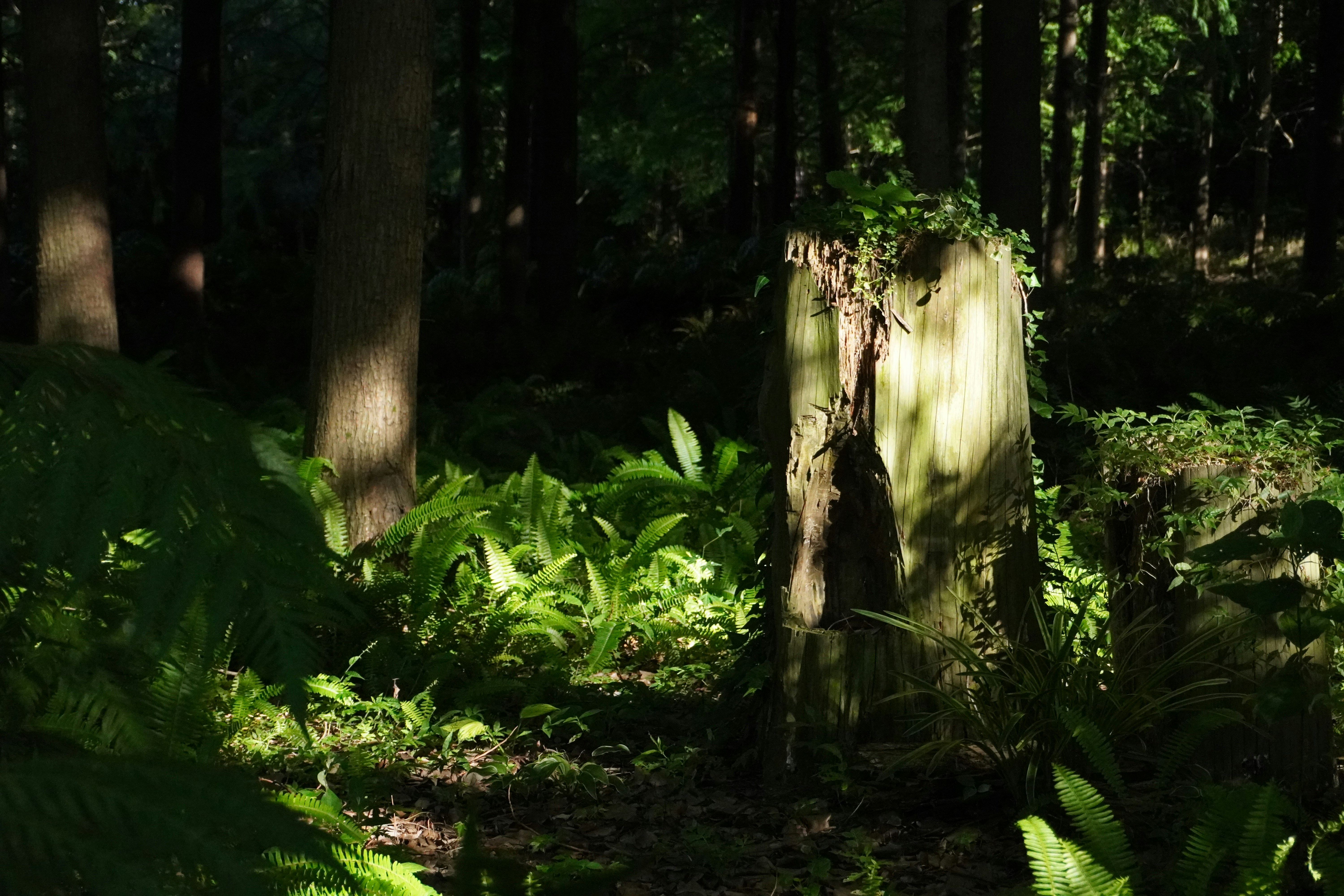 Photo by sakamotomari