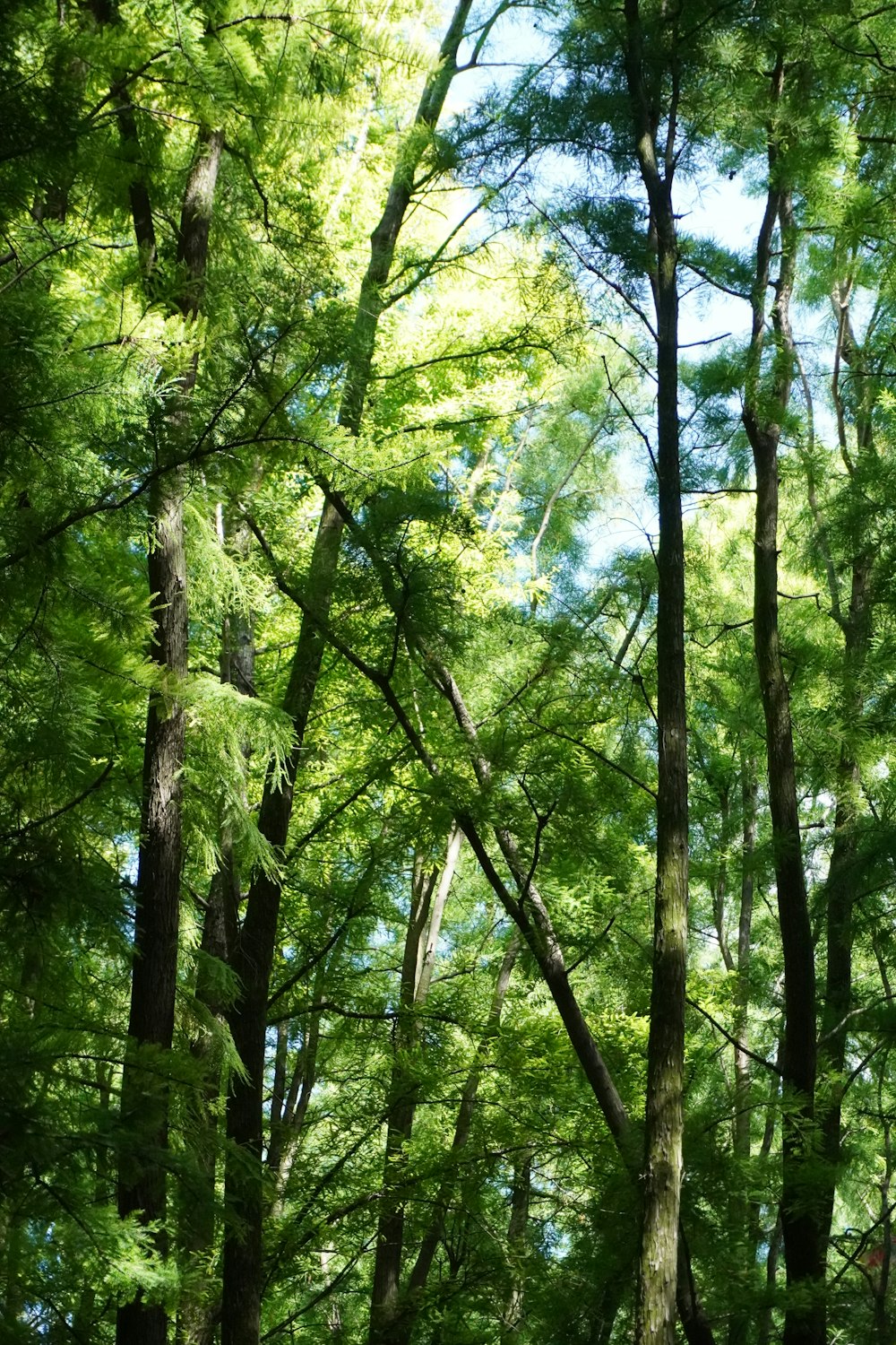 a group of trees