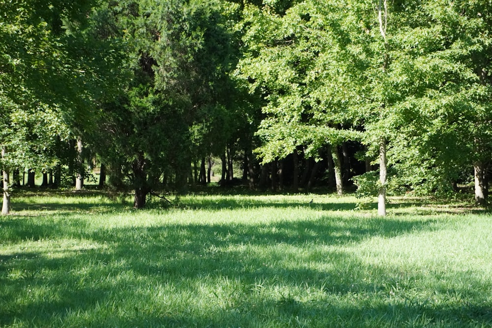 a grassy area with trees in the back