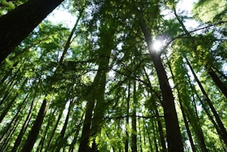 looking up at tall trees