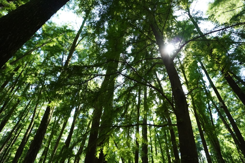 looking up at tall trees