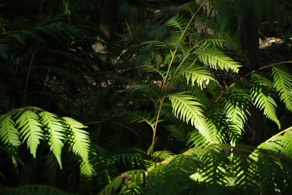 a group of trees