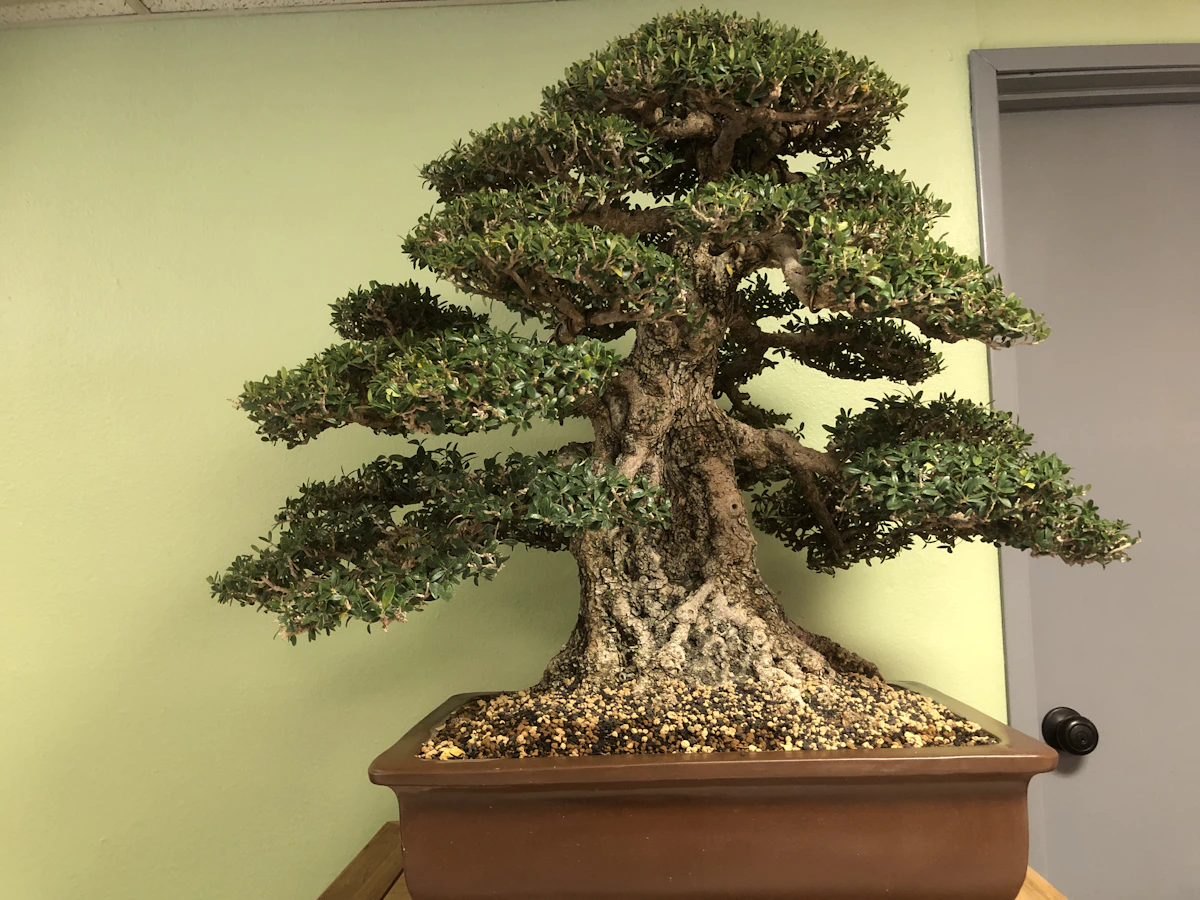 Comparación de tamaño entre las variantes Ternary y 1-bit de Bonsai 27B