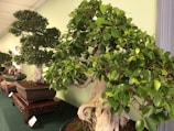 A display of intricately pruned bonsai trees placed on individual stands inside what appears to be a room with a green wall. The bonsai trees are in pots, and each one is carefully shaped with dense foliage and twisted trunks. The bases and tables that hold the bonsai pots are wooden and have intricate carvings. The room is well-lit with fluorescent lights visible on the ceiling.