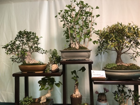 Several bonsai trees of different varieties placed on wooden stands, each in a decorated ceramic pot. The trees exhibit carefully cultivated branches and lush green foliage. A label is visible beside one of the plants, giving additional details. Surrounding the trees, smaller plants, including succulents, add to the lush display. The background is a simple, light-colored curtain which highlights the greenery.