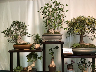 A variety of bonsai trees displayed on wooden shelves in a cozy indoor setting.