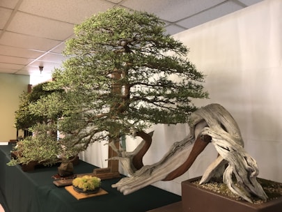 A beautifully shaped bonsai tree with lush green foliage and a gracefully twisted trunk. The tree is displayed on a table with a dark green cloth cover, and there are other bonsai trees in the background. The lighting is soft and natural, highlighting the intricate details of the branches and bark.