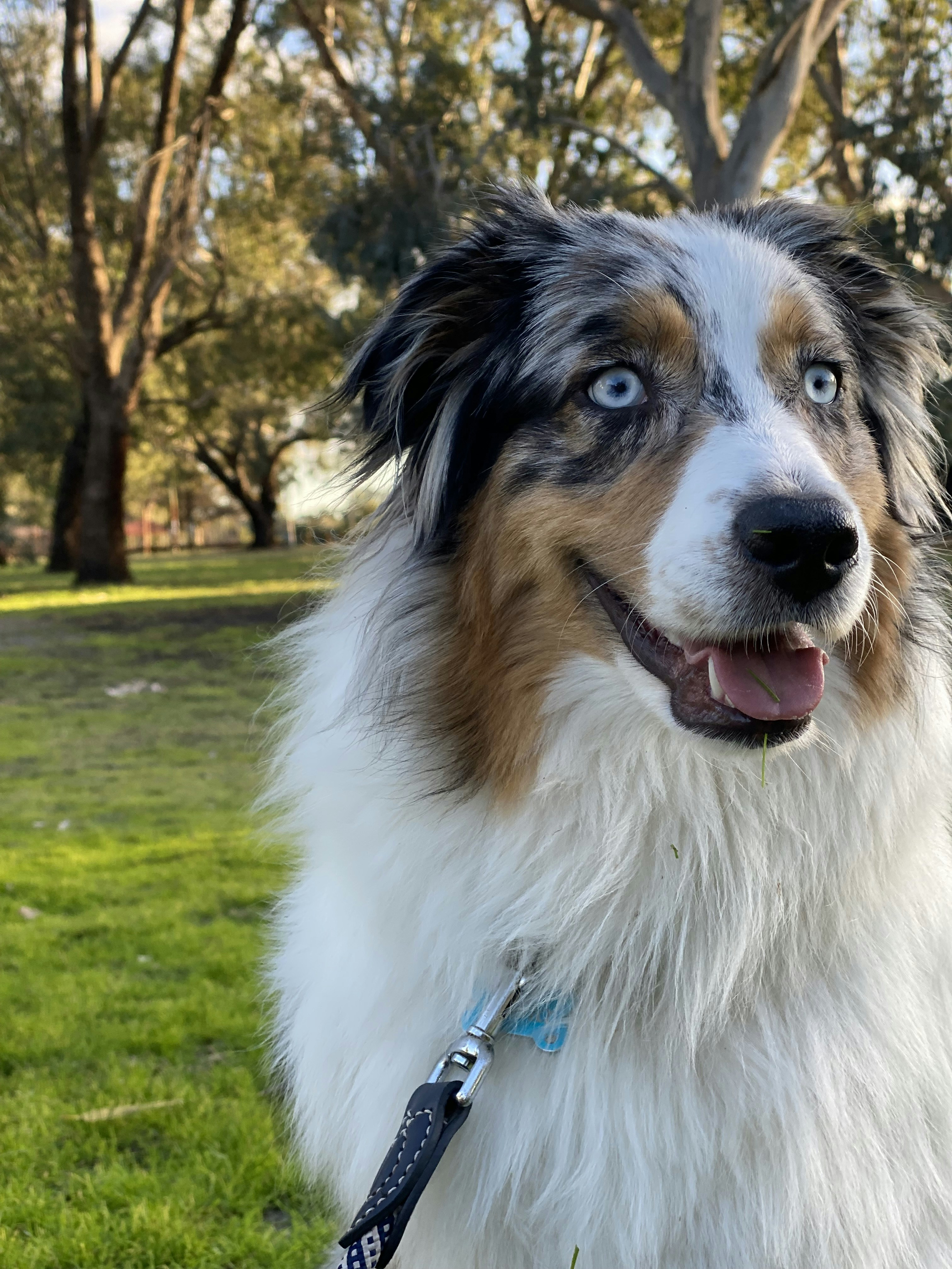 a dog with its tongue out