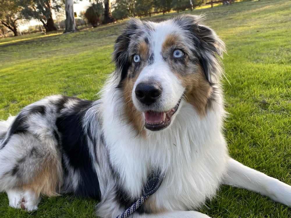 a dog sitting in the grass