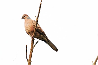 A close-up of a dove perched on a branch.