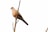 A single dove is perched on a thin, bare branch against a stark white background. The bird has a light brown plumage with a distinctive black and white speckled pattern around its neck.