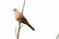 A single dove is perched on a thin, bare branch against a stark white background. The bird has a light brown plumage with a distinctive black and white speckled pattern around its neck.